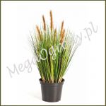 Foxtail Grass