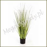 Vagiegated Carex Grass