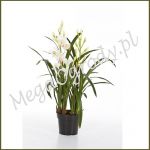 Storczyk Cymbidium Orchid