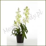 Storczyk Vanda Orchid