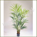 Natural Kentia Palm