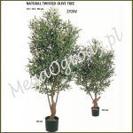 Oliwka Natural Twisted Olive Tree