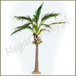 Palma Giant Coconut