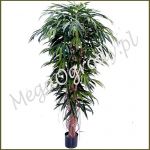 Fikus Deluxe Longifolia Liana