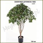 Trzmielina Euonymus Japonicus Tree