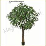 Ficus Royal Longifolia Cabana